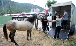 Karşıyaka’da başıboş at operasyonu