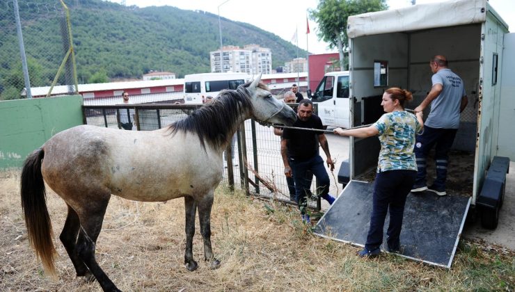 Karşıyaka’da başıboş at operasyonu