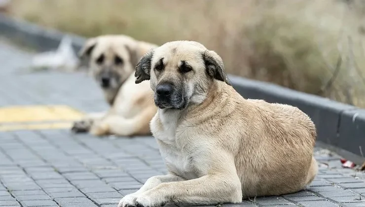 Başıboş sokak köpeklerine yönelik AK Parti’den 17 maddelik kanun teklifi