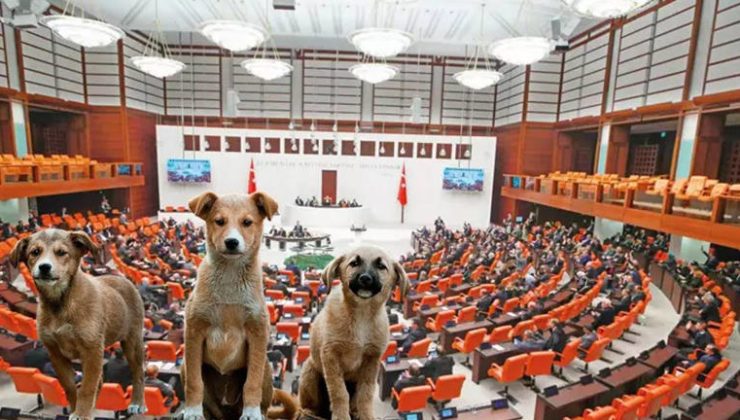 Sokak köpeklerine yönelik kanun teklifi TBMM’de kabul edildi